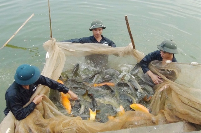 VIDEO: Hưng Long nuôi thủy sản tập trung theo hướng hàng hóa